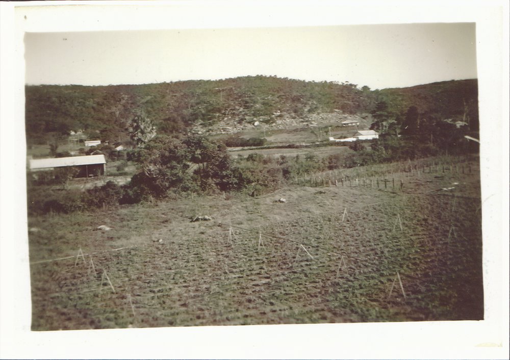 Raicevich Farm Cross Street Brookvale