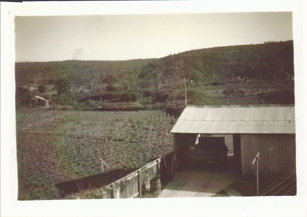 Raicevich Farm, Cross Street Brookvale