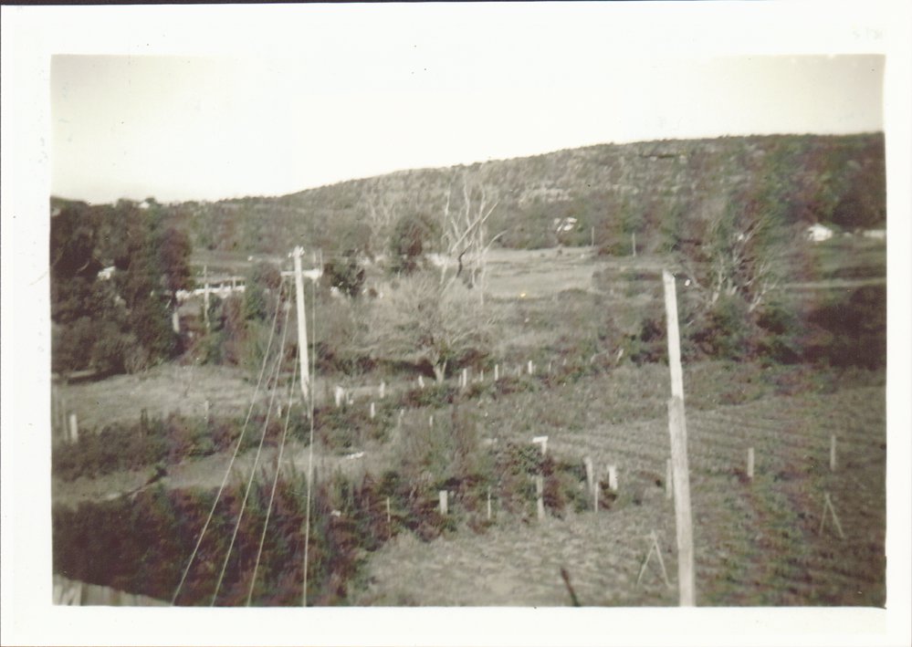 Looking south east from Raicevich Farm, Cross Street, Brookvale.