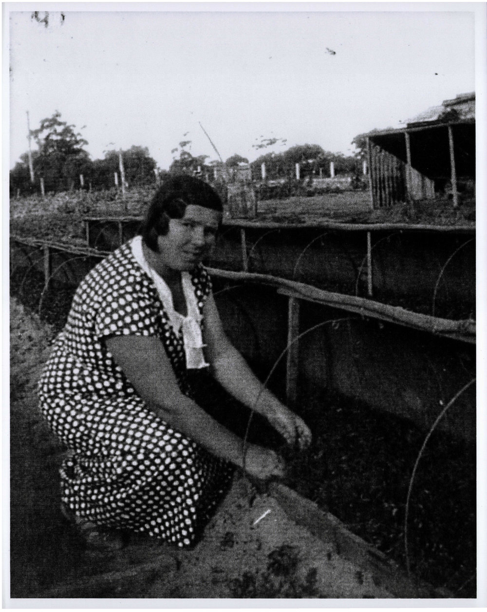 Germana Aloisi tending tomato plants, Dee Why