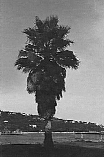 Palm tree at Clontarf