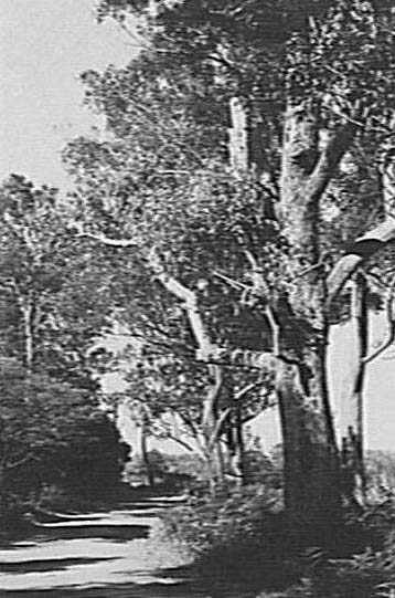 Promenade, Fairy Bower