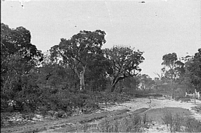 Bushland near Corrie Road, North Manly