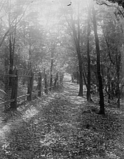 A fence and bush near Corrie Road, North Manly