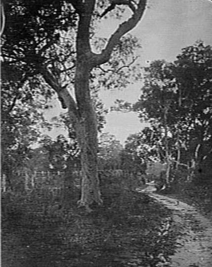 A track and bush near Corrie Road, North Manly