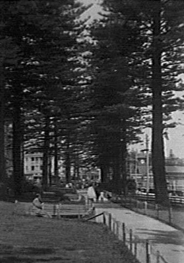 West Esplanade Reserve with pine trees, c 1920s