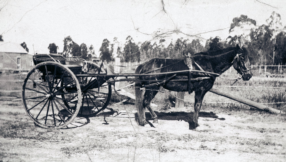 Horse-drawn vehicle, Balgowlah