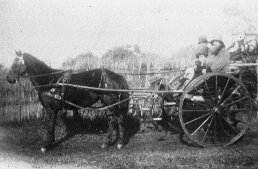 Harwood family on a horse-drawn vehicle, Balgowlah