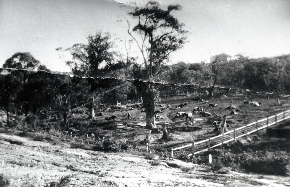 Brimbecom's Dairy, Balgowlah