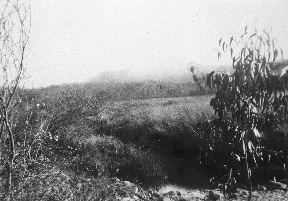 Morning mists over Salvation Creek, 1937