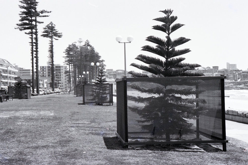 Newly-planted Norfolk Island pine trees at North Steyne, Manly
