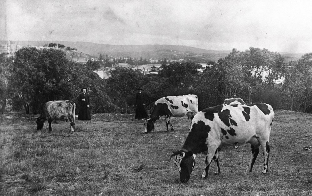 Dairy cattle at St Patrick's College, Manly