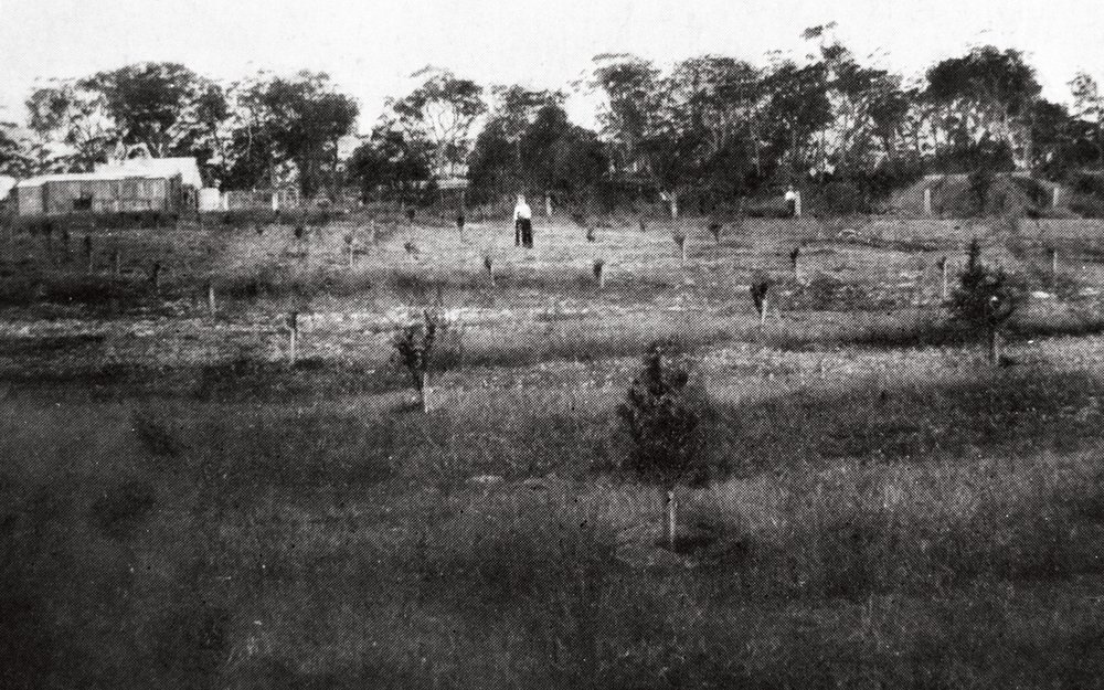 "An orchard scene in the forest, one mile from Brookvale"