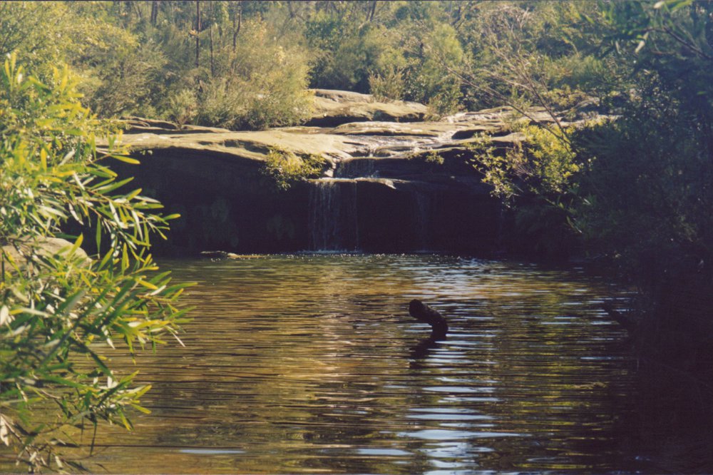 Manly Dam, Manly Vale