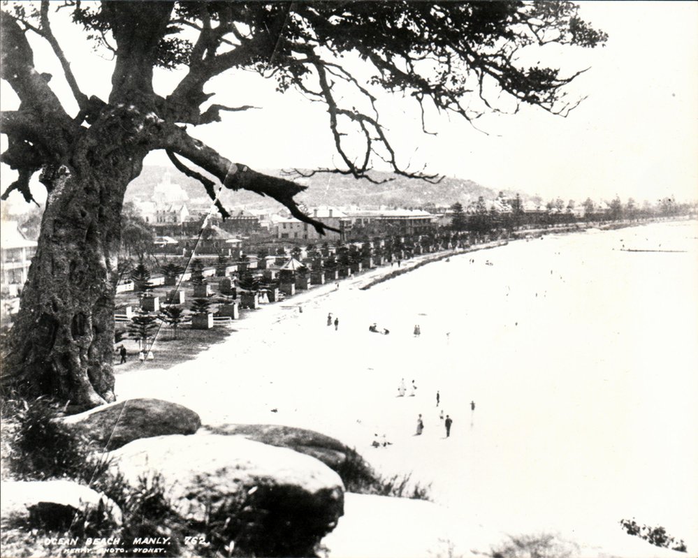 Manly Beach showing young pine trees
