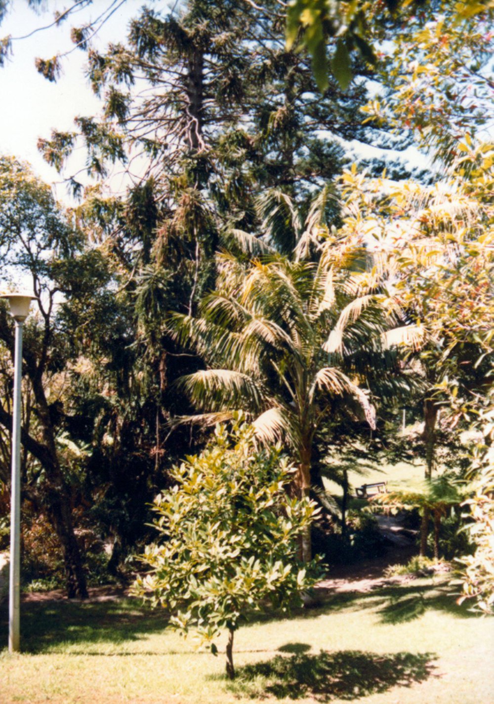 Ivanhoe Park, Manly, showing an original planting, 1982