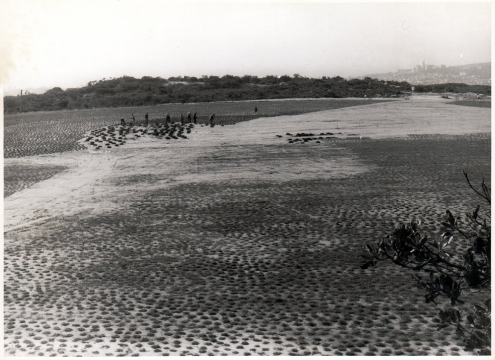 Sowing grass on Tania Park c 1960