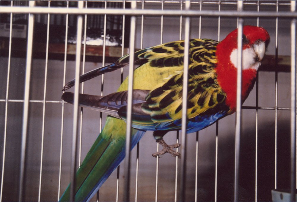 Rosella