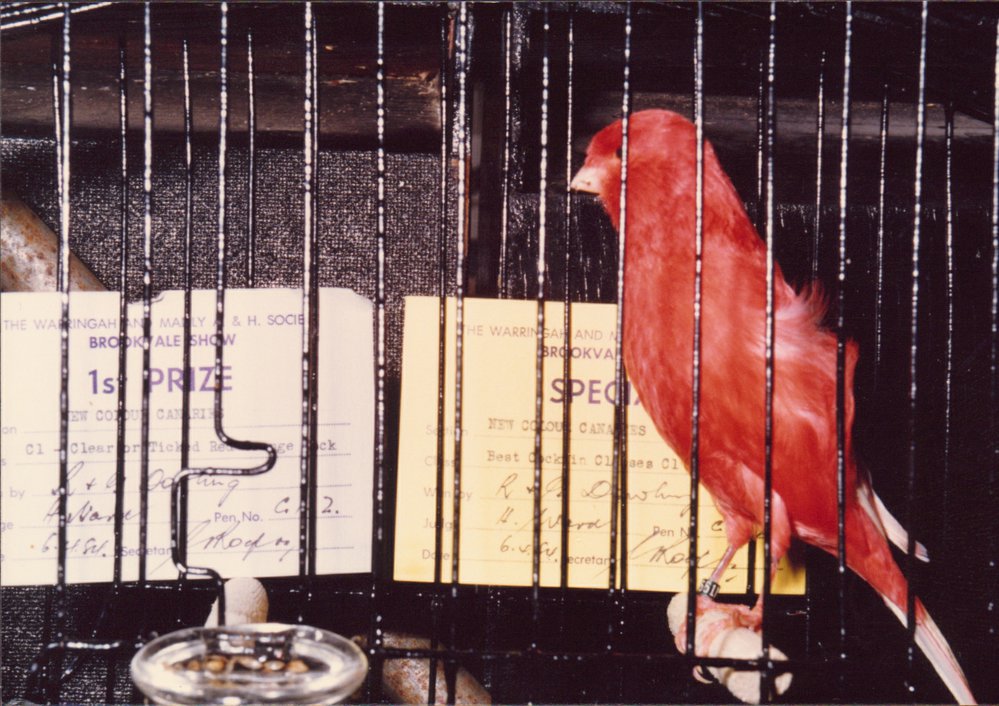 New Colour Canary Wins First Prize at the Brookvale Show