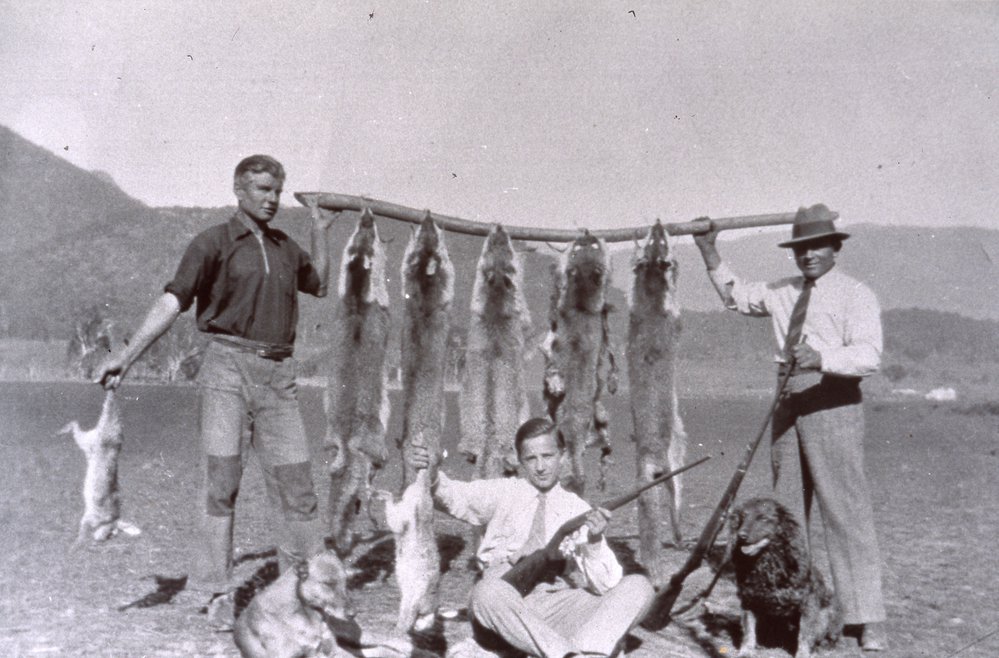 Fox and rabbit hunters, Dee Why