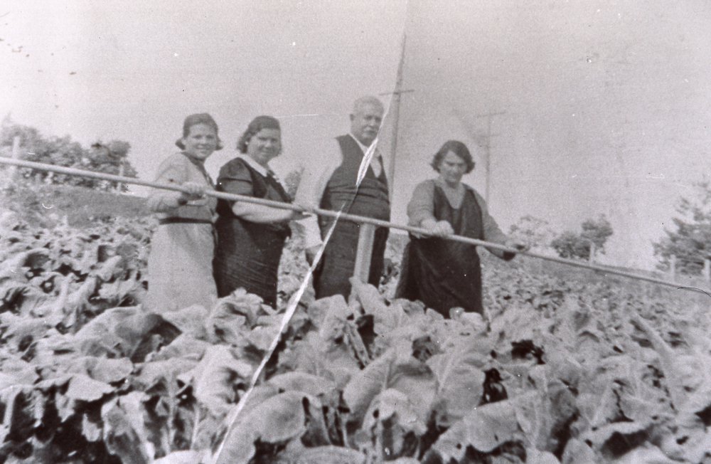 Cunico family on a tobacco farm