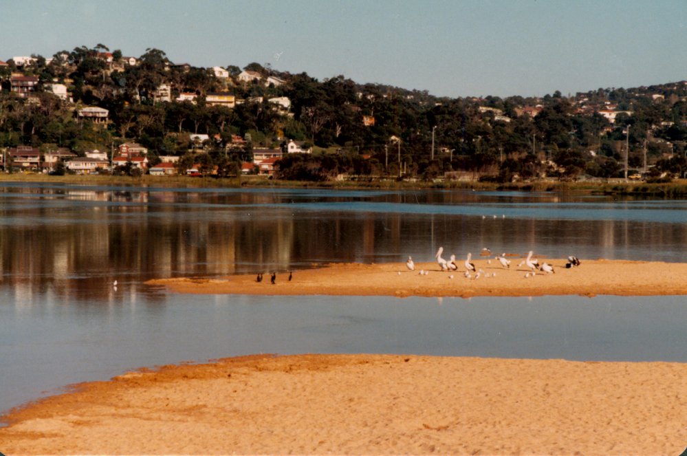 Pelicans on Narrabeen Lagoon