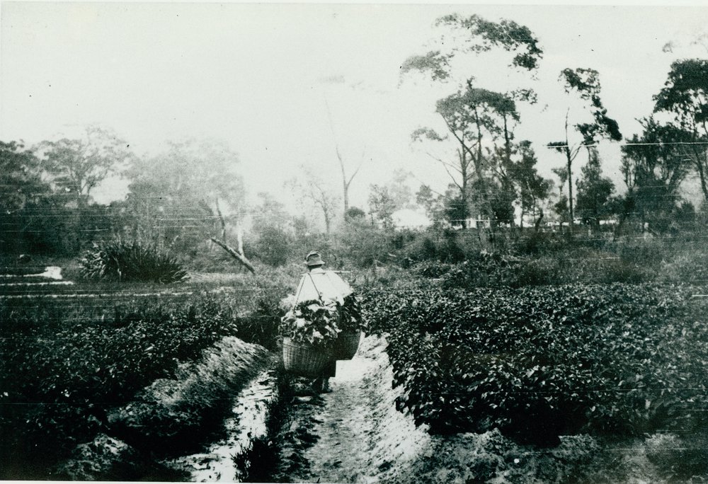 Chinese market gardens Brookvale Bus Depot Site
