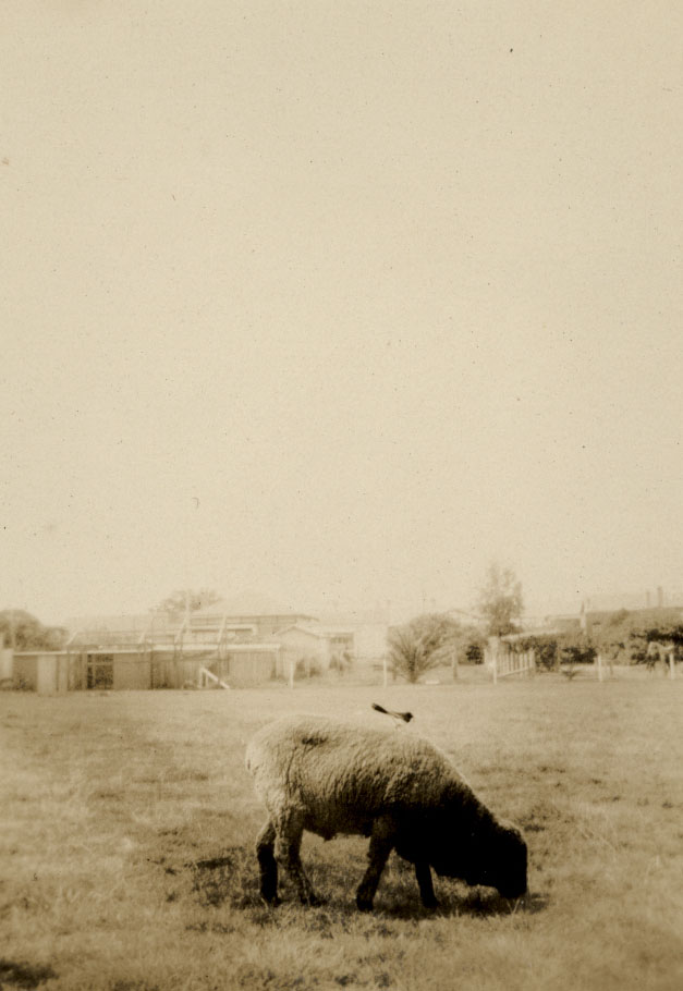 Jenkins Street Collaroy