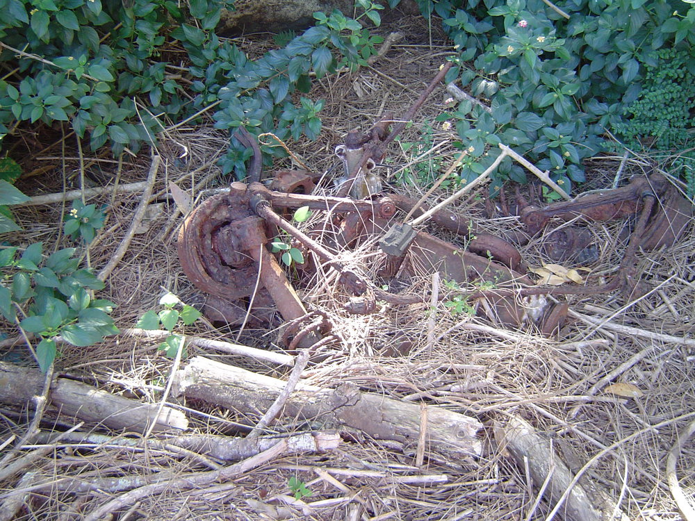 Remnants form the old Wheeler property, Narrabeen