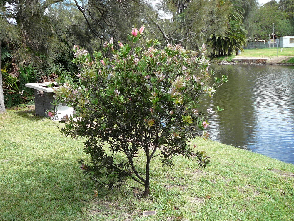 View of Manly Lagoon and Memorial to Richard (Dick) Jones, founder of the Kennel Klubb