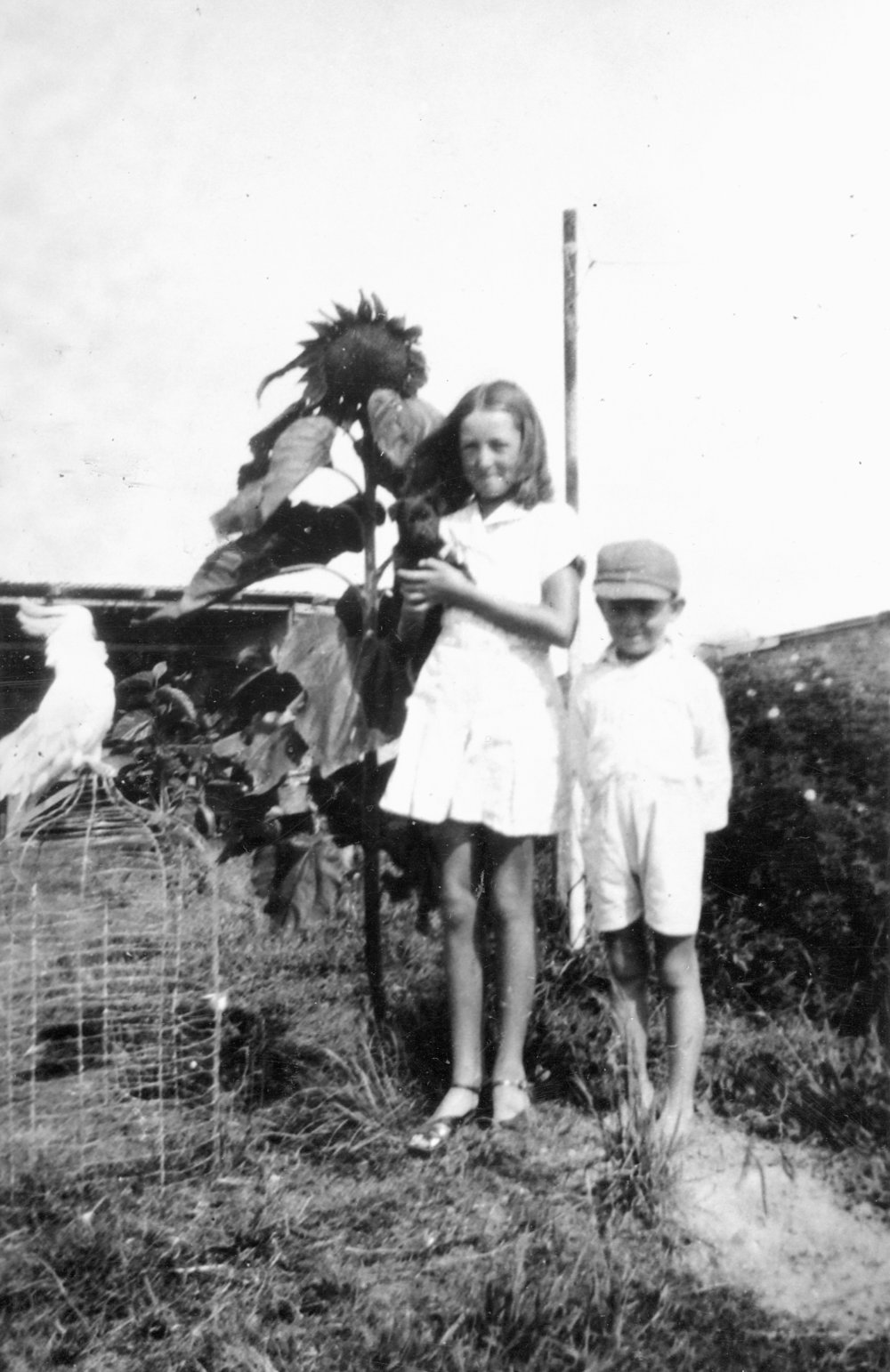 Sayce grand children in the backyard of Abbott Road North Curl Curl