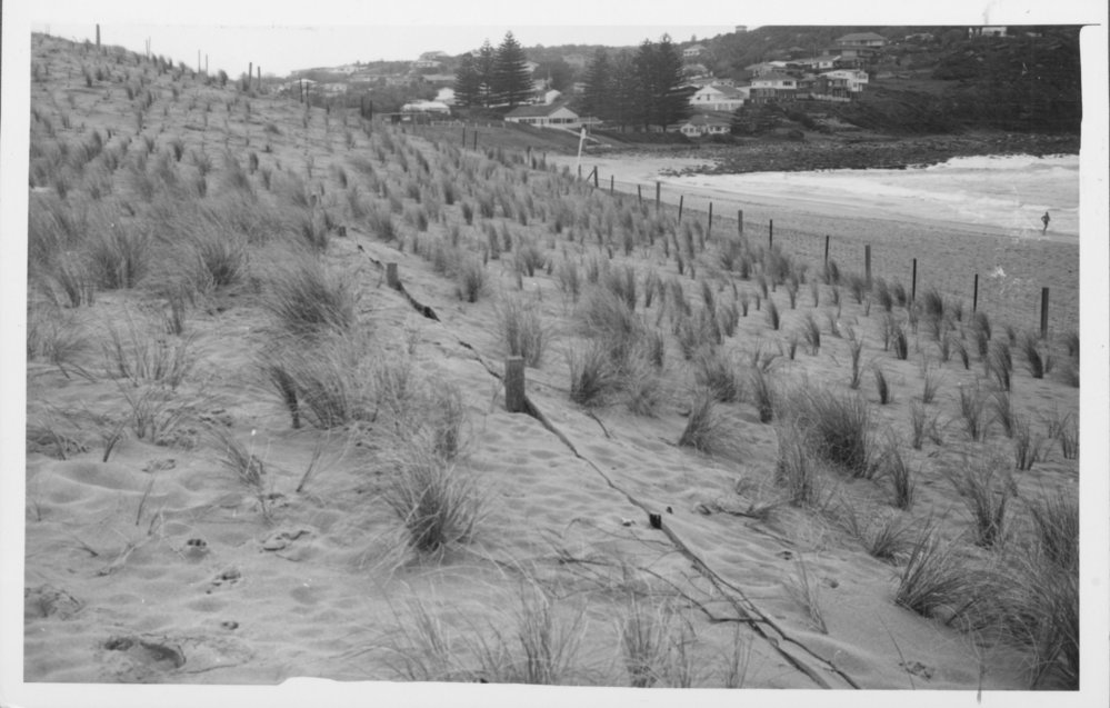 Avalon Beach Sand Dunes