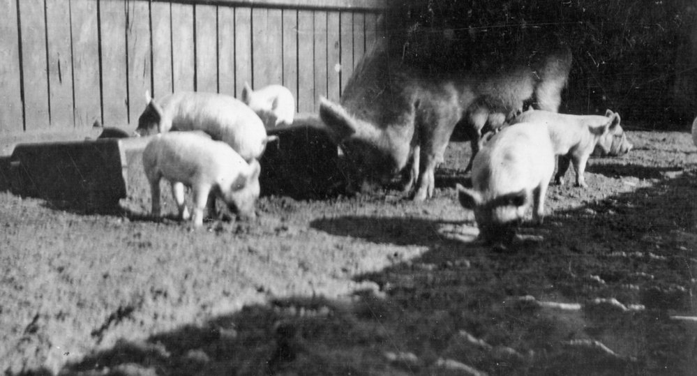 Piglets at Sayce farm, Abbott Road North Curl , 1918
