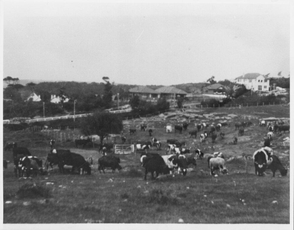 Dairy cattle grazing on rocky farmland in Balgowlah, c1930