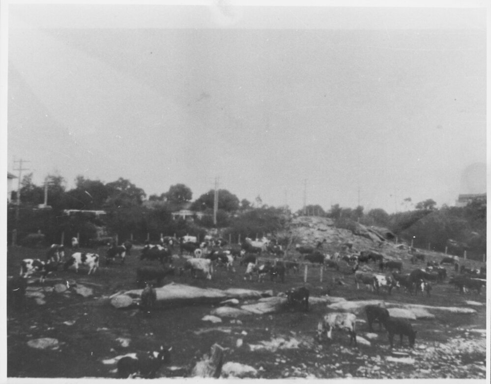 Cattle on a dairy farm, Balgowlah, c1930