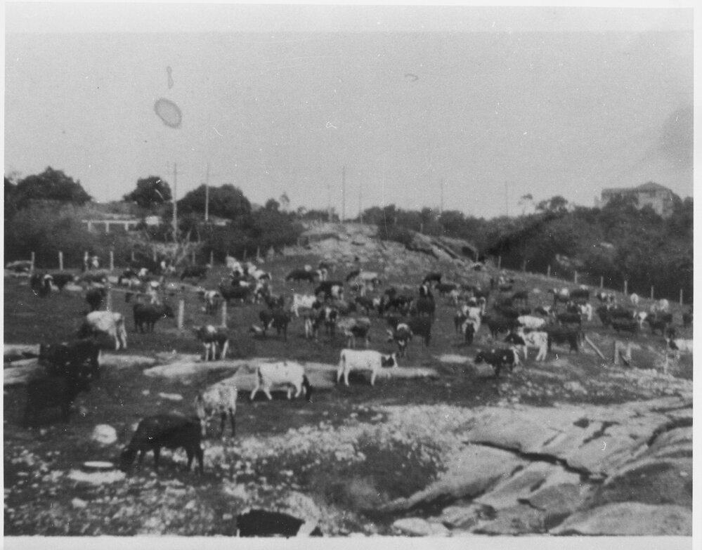 Cattle on a rocky hillside, on a dairy farm, Balgowlah, c1930