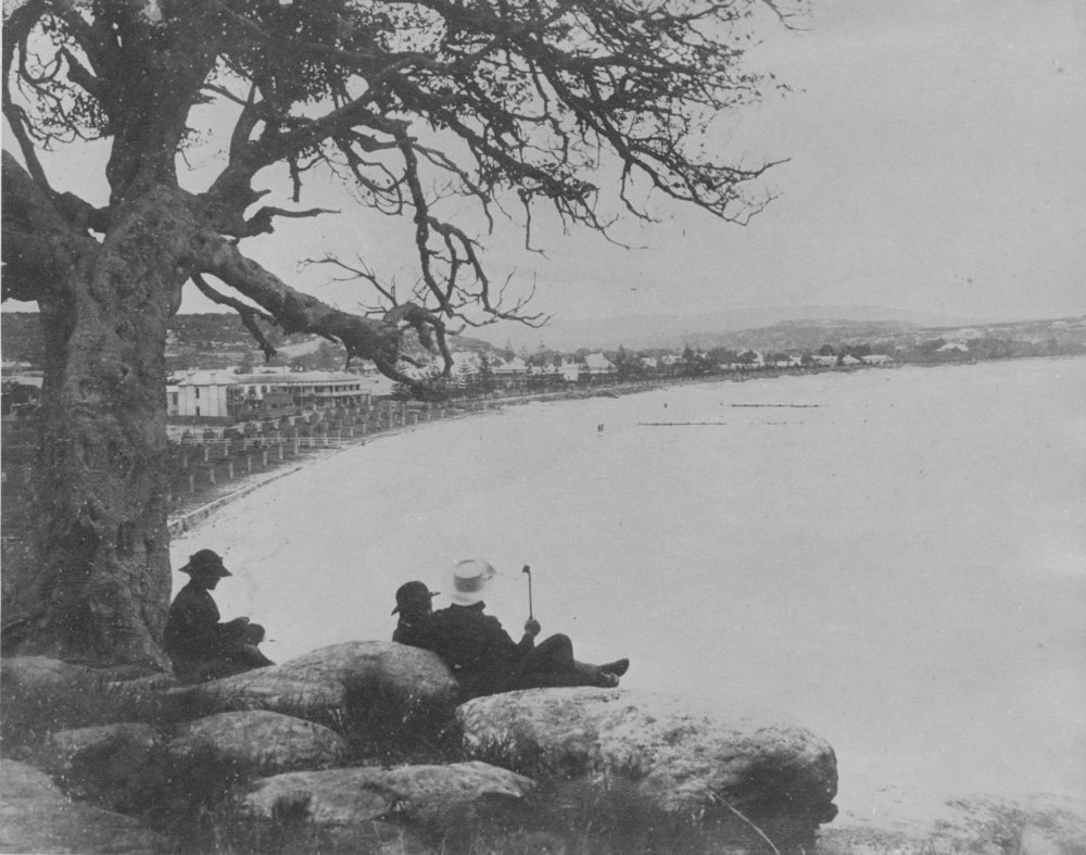 Manly Beach with recently planted pine trees, c1882