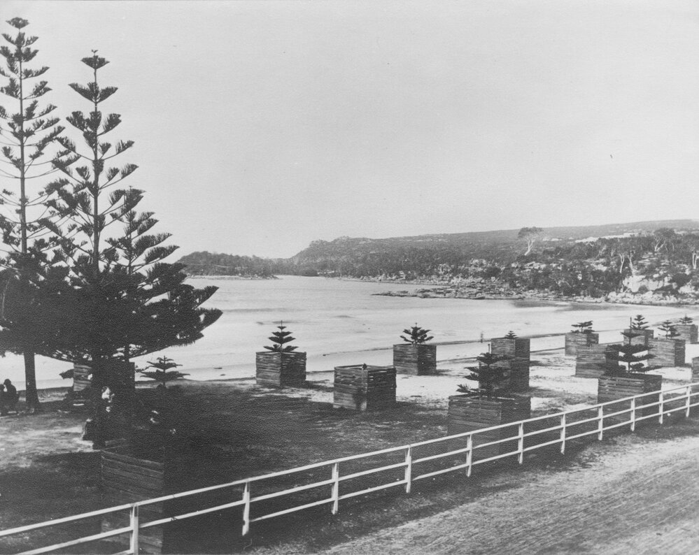 Manly Beach with young Norfolk Island pine trees, c1880 to c1890s