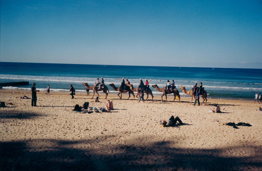 Camel walk on Manly Beach, 2001