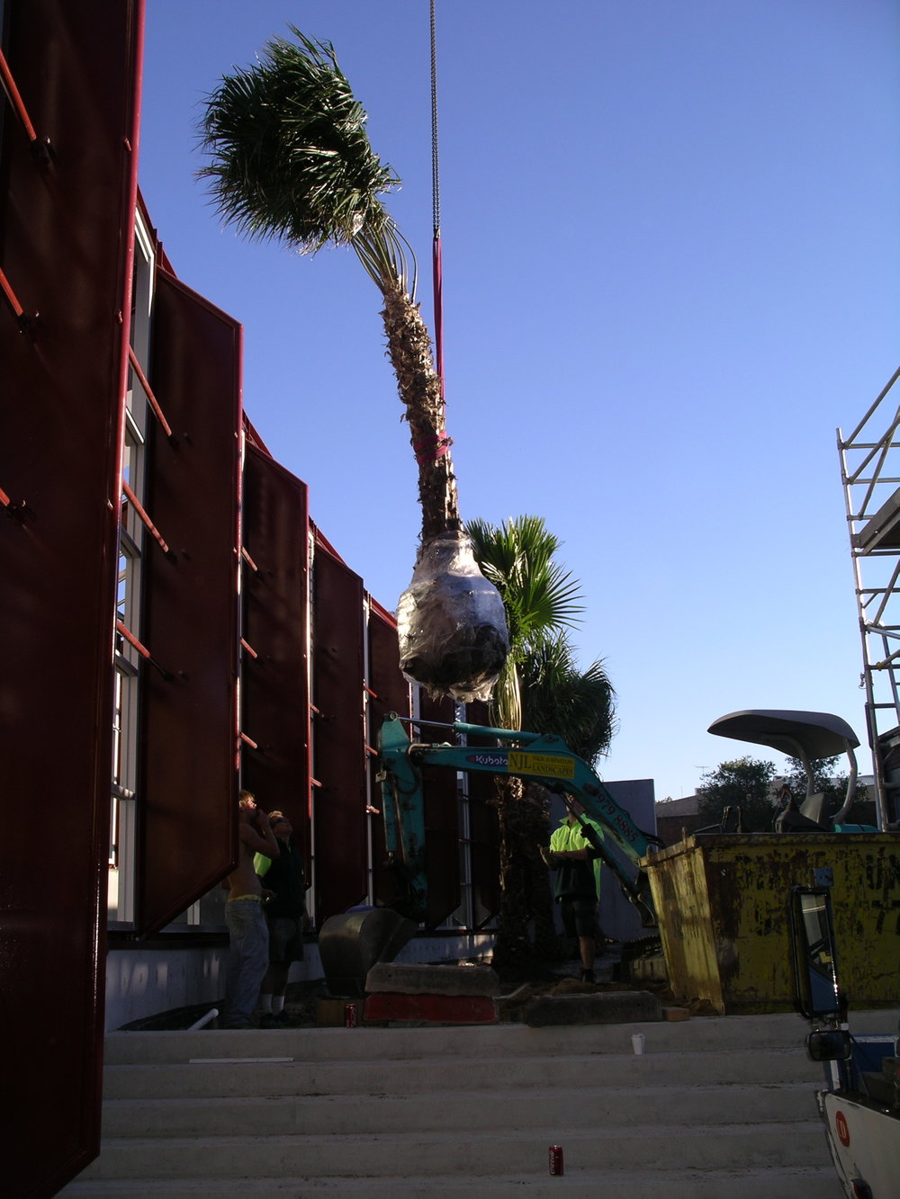 Planting Palms before opening of new Mona Vale Library