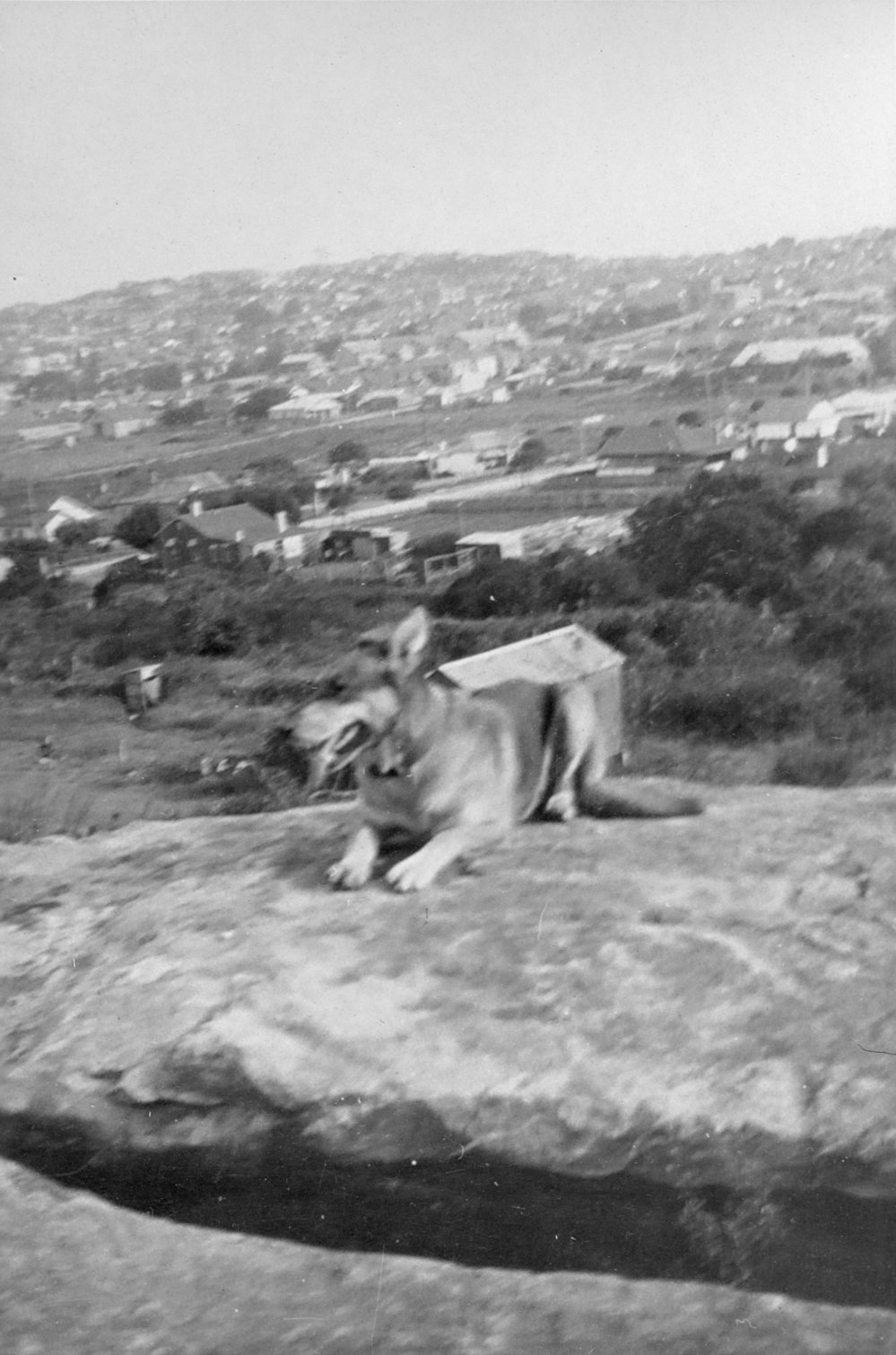 View over Sweeney's Dairy towards Fairlight