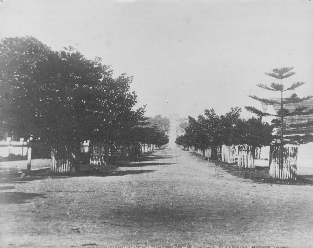 Darley Road, lined with Norfolk Island pines, Manly, c1900