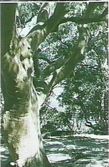 Angophora costata tree, possibly West Head