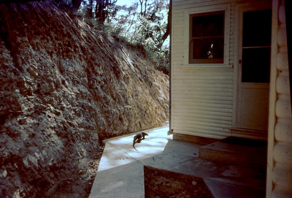 Goanna strolling around house 'Kanangra', McCarrs Creek West
