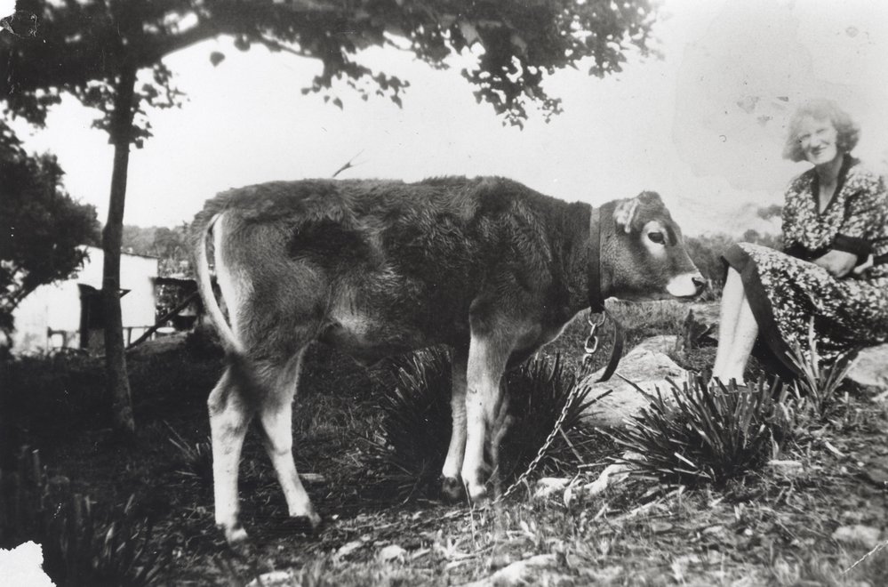 A cow on the Turvey family farm