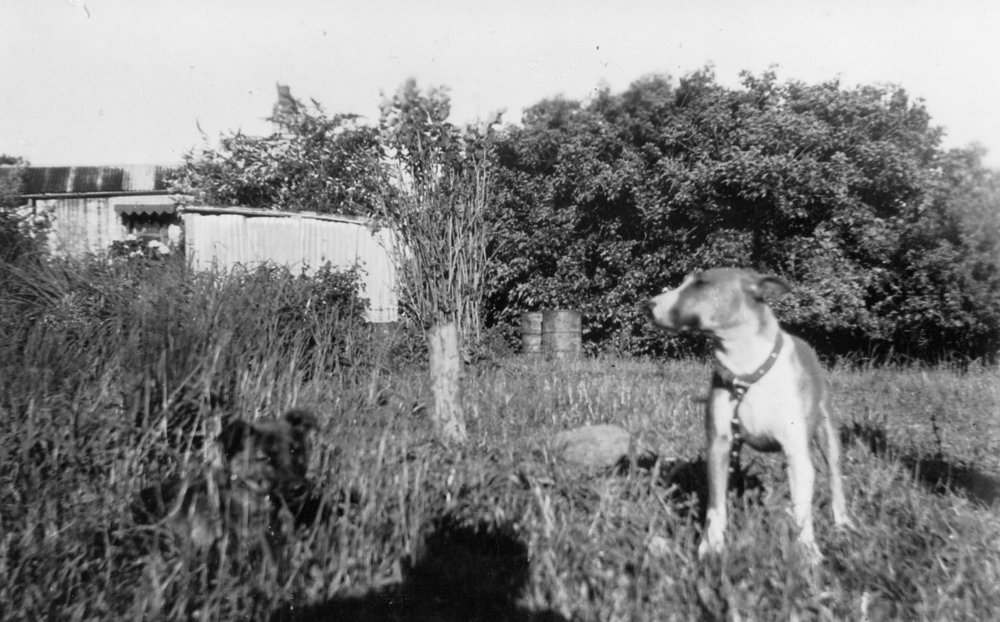 Turvey Farm Penze family home with Lassie, Belrose, 1940s