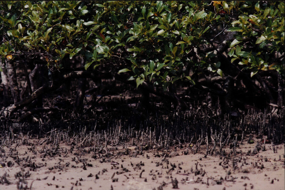 Mangroves low tide, Pittwater