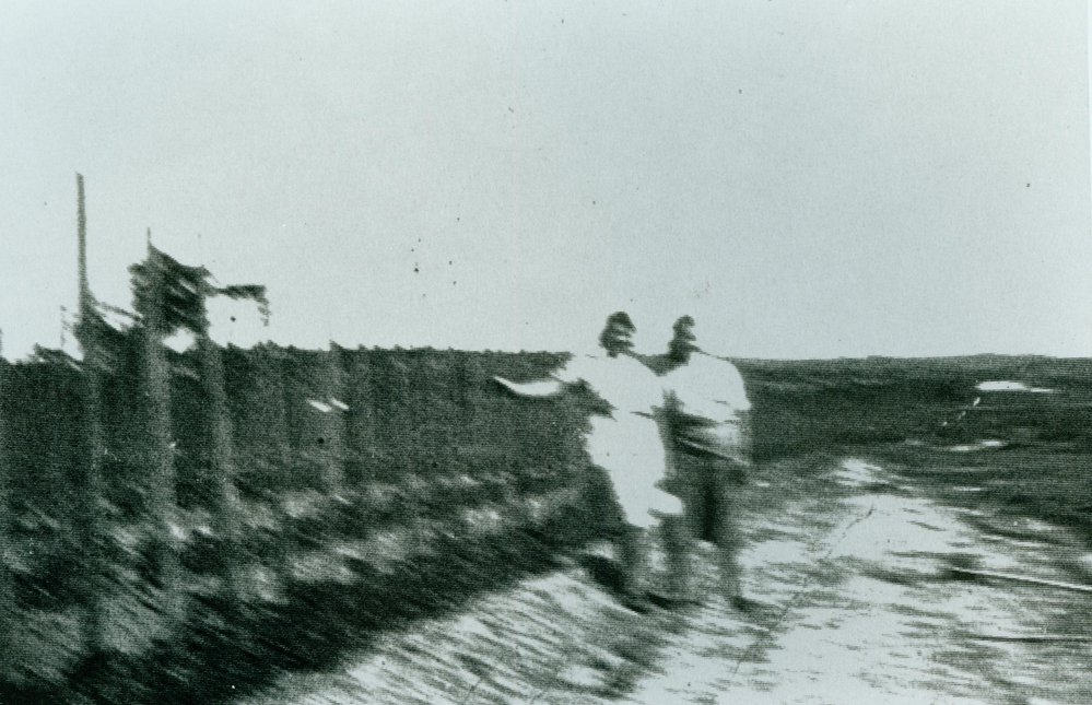 Aloisi family farm at Dee Why