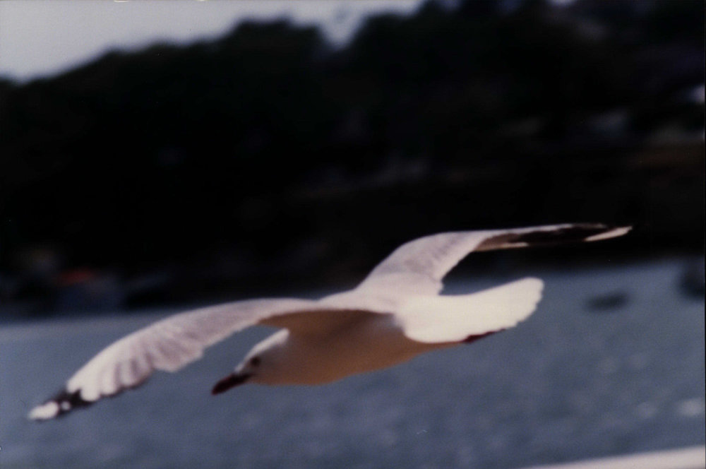 Sea gull, Pittwater