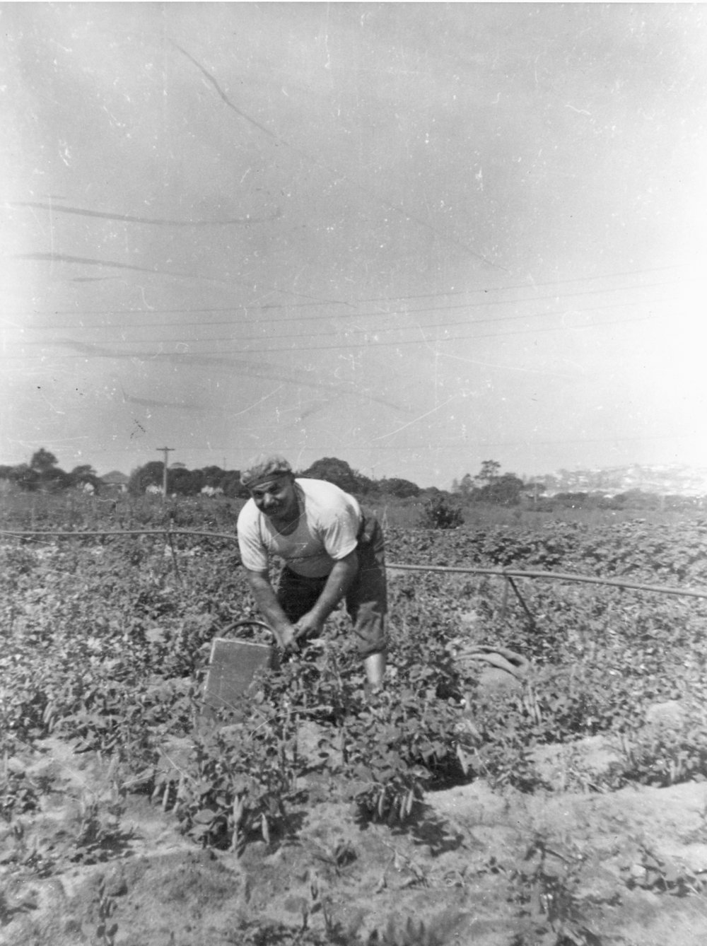 Vescio family farm, Campbell Avenue Dee Why